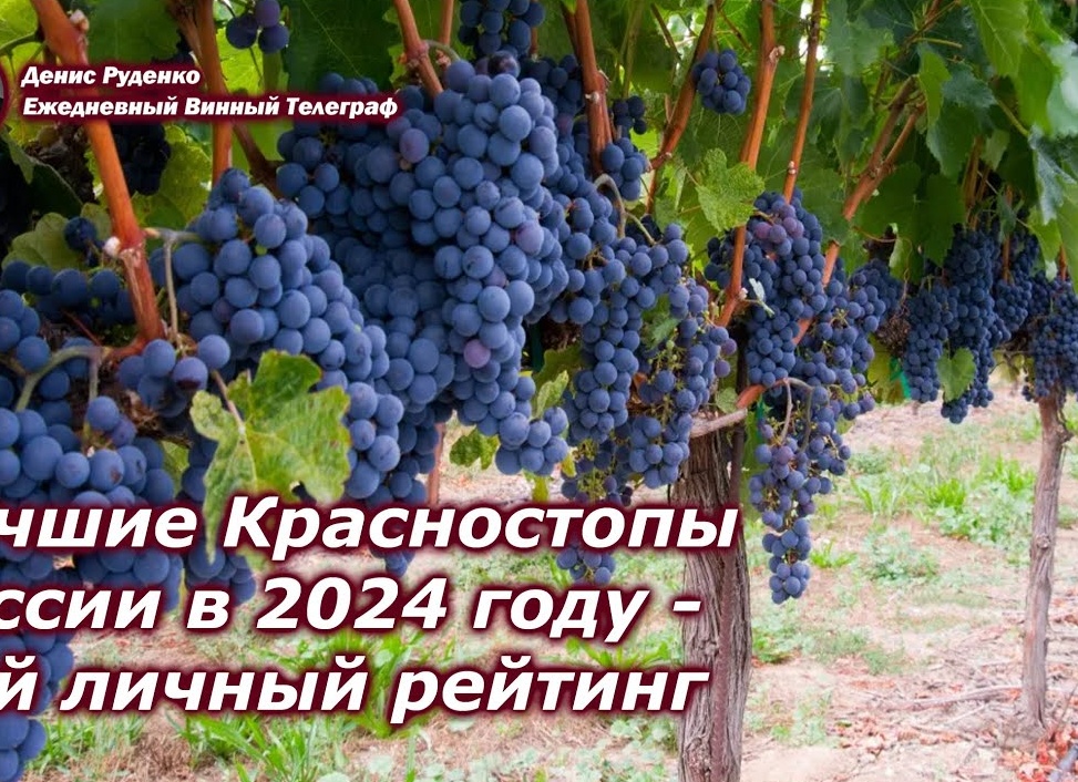 Лучший виноград 2024 года.
