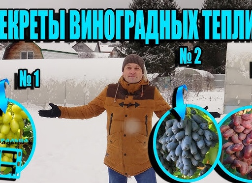Нюансы выращивания винограда в условиях теплицы