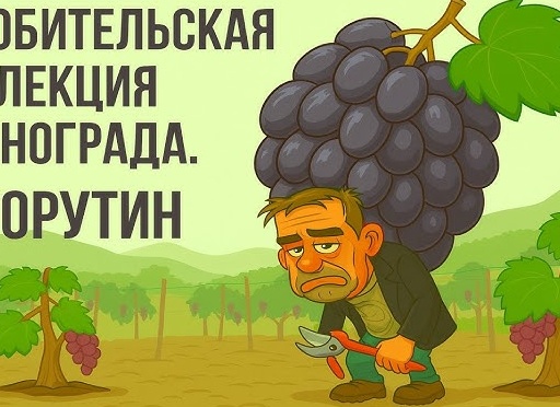 О любительской селекции винограда.
