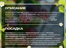 Успешно сажаем виноград по инструкции