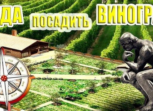 Как вырастить виноград в саду: выбор сортов, обрезка, уход