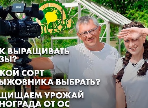 Виноград: как выбрать сорт для выращивания