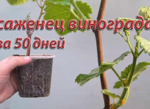 Как вырастить виноград из саженца?