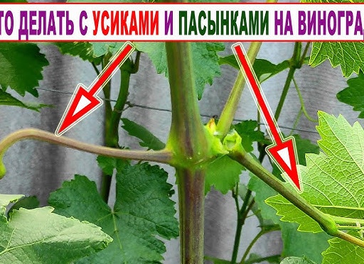Чего категорически нельзя делать на винограднике в период его цветения?