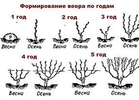 Подготовка винограда к зиме.