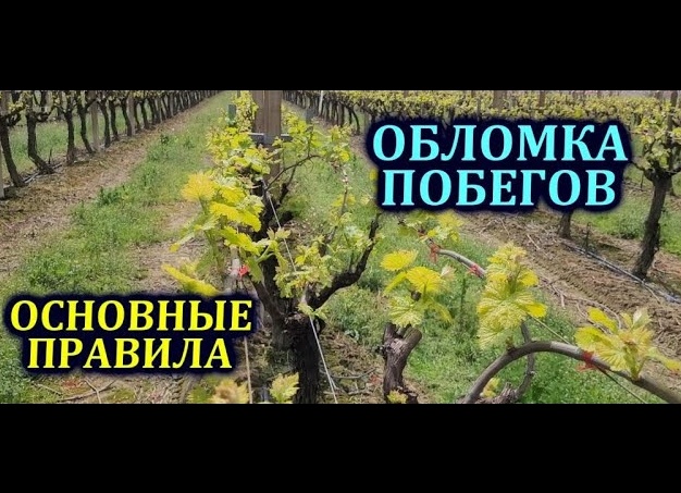 Формировка и обрезка винограда. Естественные законы формировки. Часть 8.