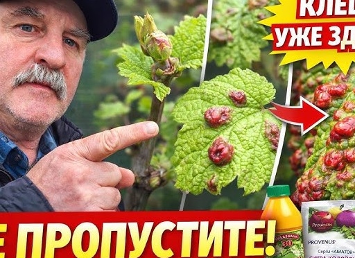 Не пропустите! Первая обработка винограда