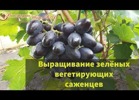 Доращивание зелёных (вегетирующих) саженцев винограда.