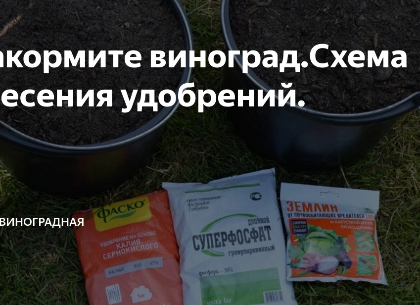 Накормите виноград.Схема внесения удобрений.