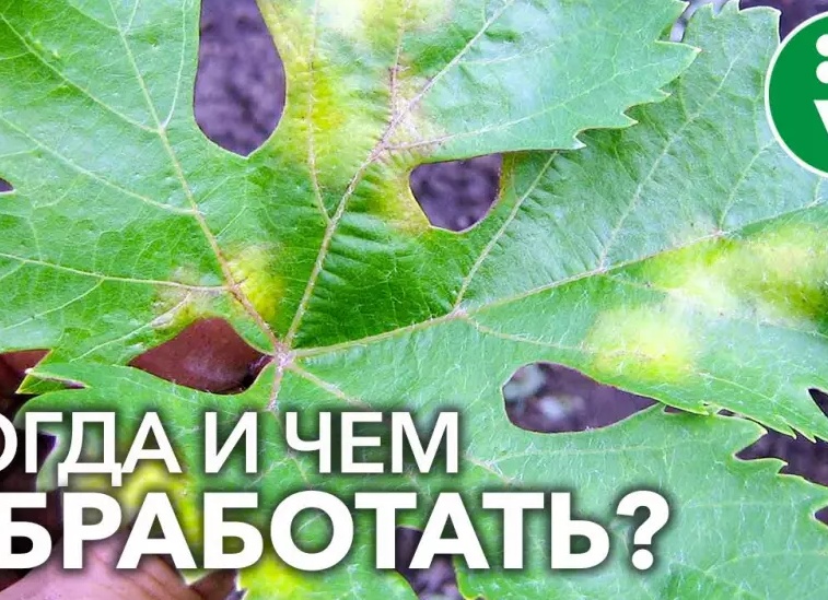 Милдью: как и чем обрабатывают виноградные кусты