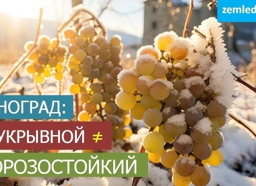 Неукрывные и укрывные сорта винограда, что лучше?