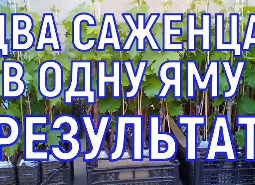 Уплотнённая посадка винограда.