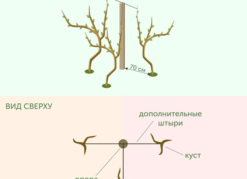 Выращивание винограда на Урале: советы и рекомендации