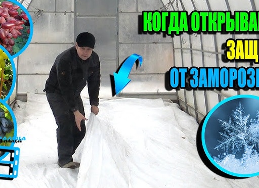 Когда открывать виноград. Первая обработка винограда после открытиядо распускания почек