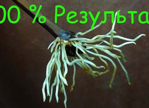 Выращивание винограда из черенков: хранение, проращивание, посадка в открытый грунт и теплицу