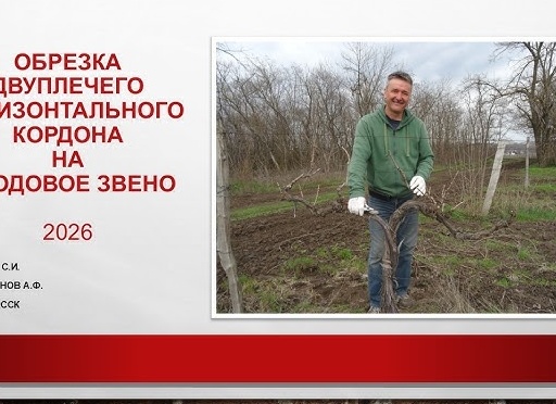 Что такое плодовое звено виноградного куста