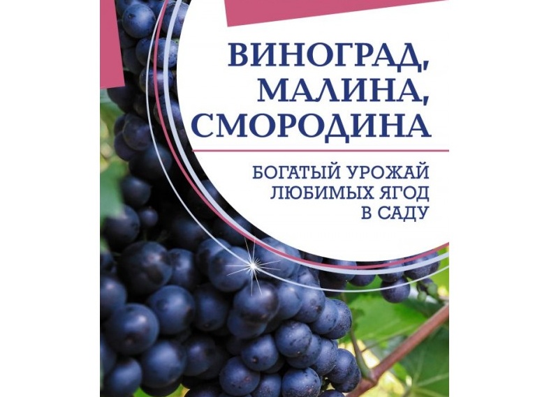 Выращивание идеального винограда: секреты богатого урожая