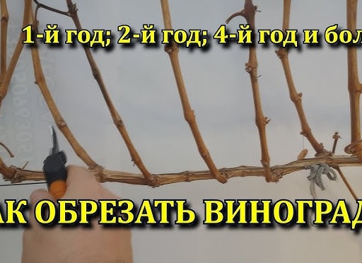Схема осенней обрезки винограда для новичков
