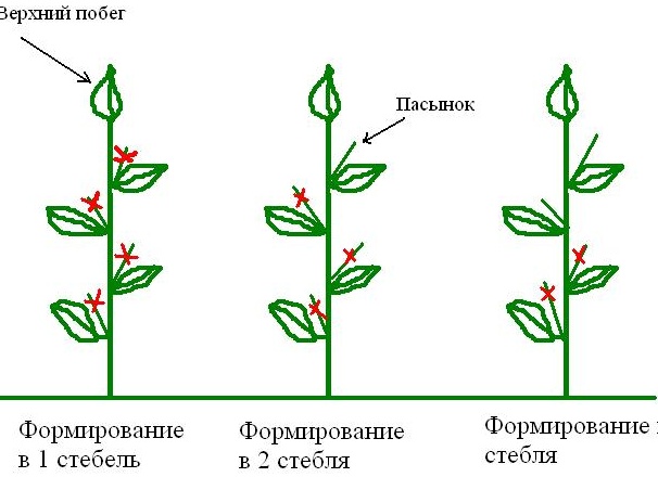 Что делать для правильного формирования куста винограда для хорошего урожая