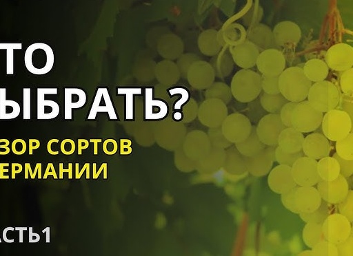 Часть 1. Как правильно выбрать сорта для своего виноградника. Пособие для «чайников».