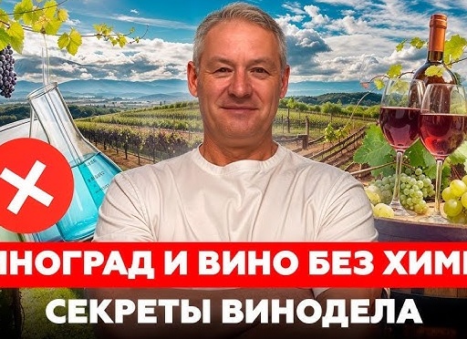 Как вырастить виноград своими руками: секреты виноградарства на приусадебном участке