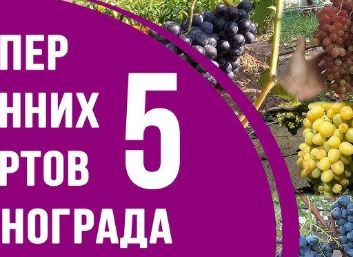 5 лучших сортов чудо винограда. 5 секретов выращивания больших сочных гроздей винограда по 5 кг
