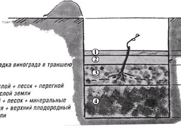 Выращивание винограда на севере