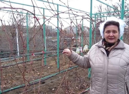 Формировка и обрезка винограда. Виды формировок виноградного куста. Часть 7.