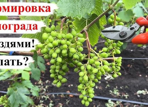 НОРМИРОВКА ВИНОГРАДА УРОЖАЕМ. Когда делать?