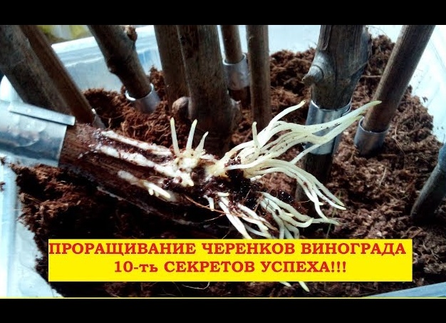 Проращивание черенков винограда в субстрате. 10-ть секретов успеха!