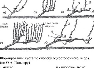 Виноград: посадка и уход, обрезка и размножение, сорта