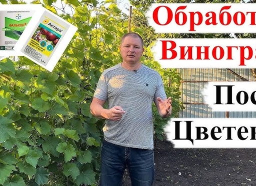 Одна из САМЫХ ВАЖНЫХ ОБРАБОТОК Винограда!