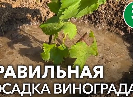 Как правильно посадить виноград.