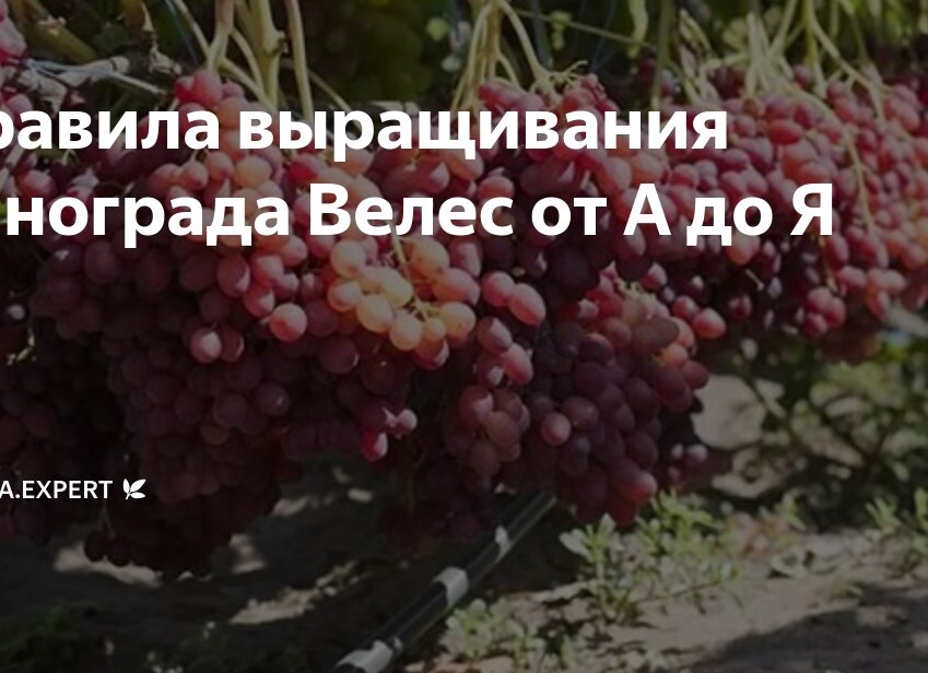 Правила выращивания винограда Велес от А до Я