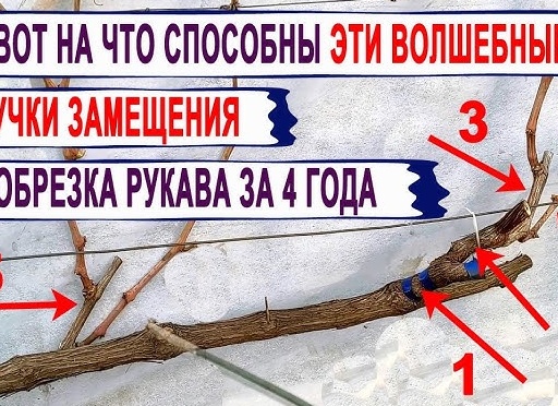 Формировка и обрезка винограда. Замещение плодовых лоз.</p>
<p>Часть 5