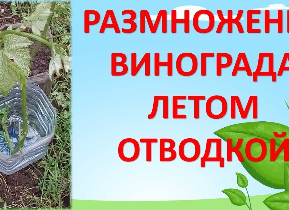 Как размножить виноград черенками, отводками и семенами: особенности и советы для начинающих