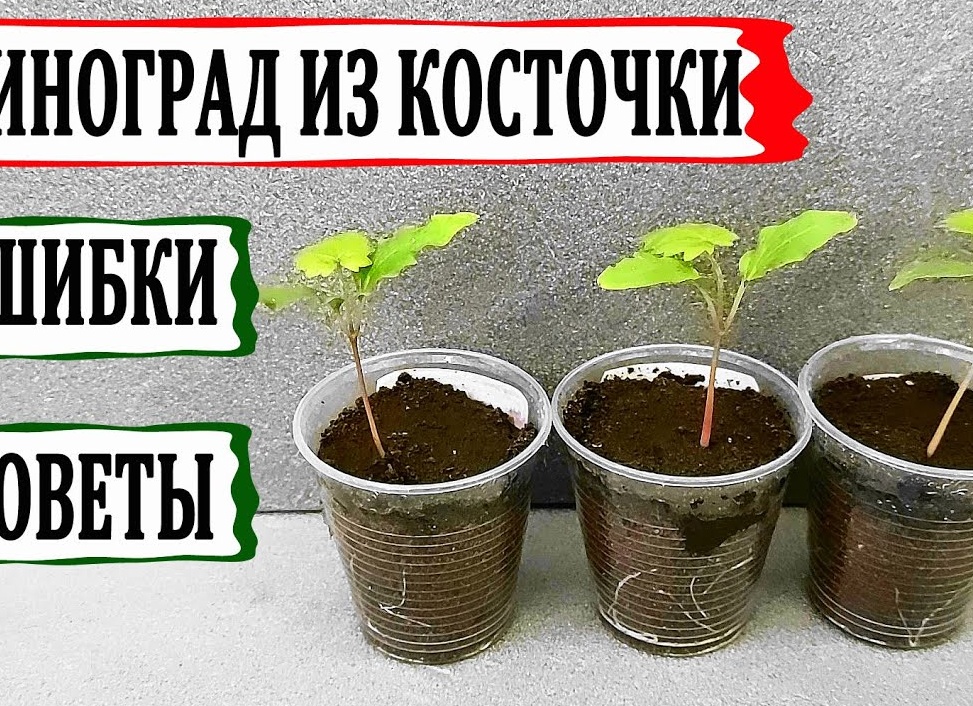 Виноград из косточки — как вырастить?