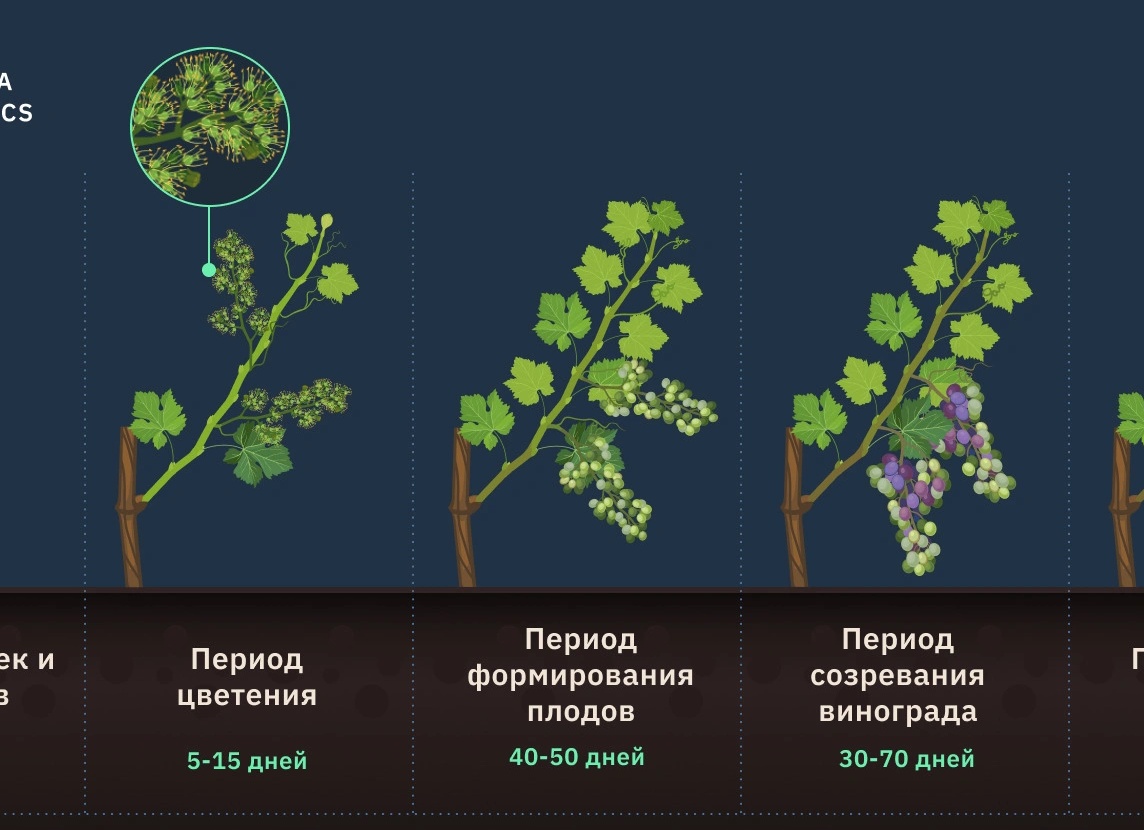 Выращиваем виноград. Как правильно ухаживать за привередливым растениям