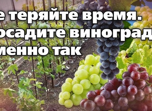 Способы и тонкости пересадки винограда