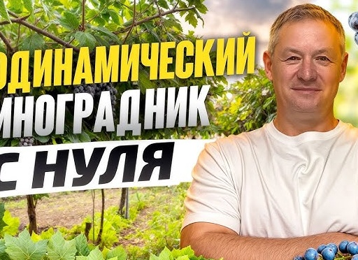 Личный опыт: Как вырастить виноград на балконе?