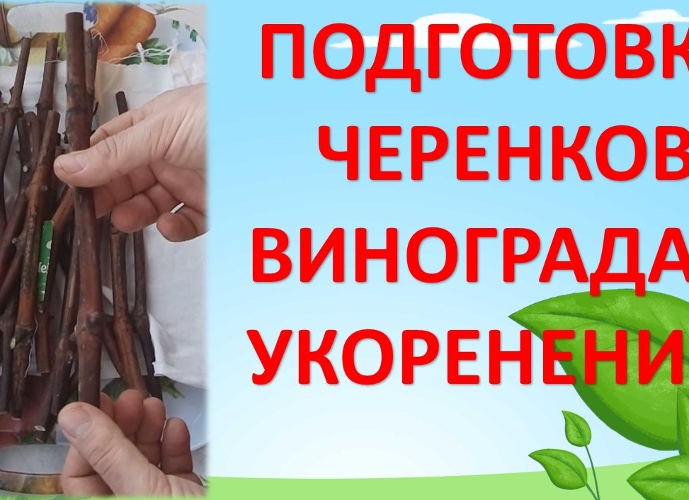 Подготовка черенков винограда к укоренению: вымачивание, дезинфекция и стимуляция 🌱🍇
