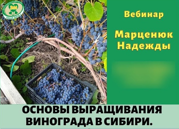 Плюсы выращивания винограда в Сибири