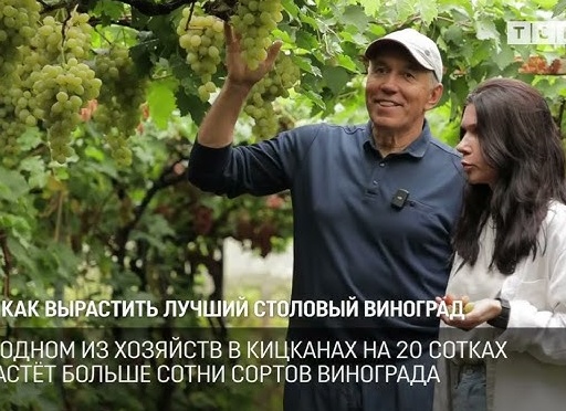 Выращивание столового винограда