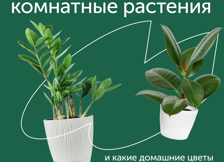 Что нужно знать чтобы начать выращивать виноград.