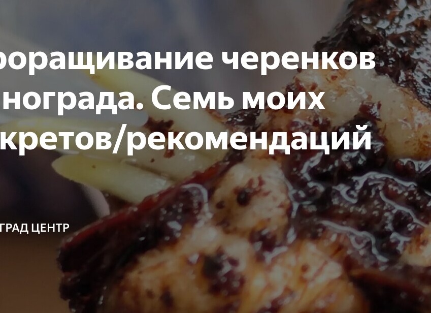 Проращивание черенков винограда. Семь моих секретов/рекомендаций