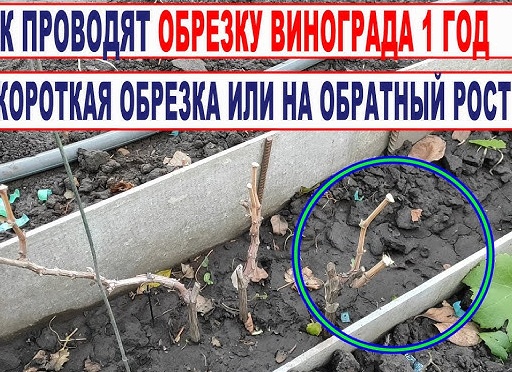 Как обрезать виноград с 1 по 5 год выращивания?