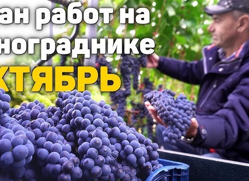 План работ на винограднике в октябре.