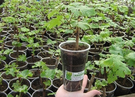 Саженцы винограда