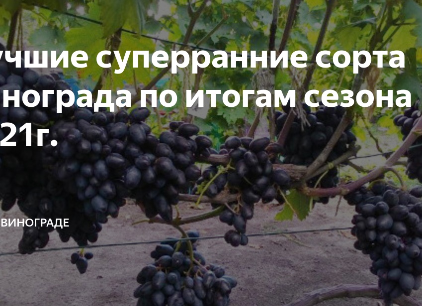 Лучшие суперранние сорта винограда по итогам сезона 2021г.