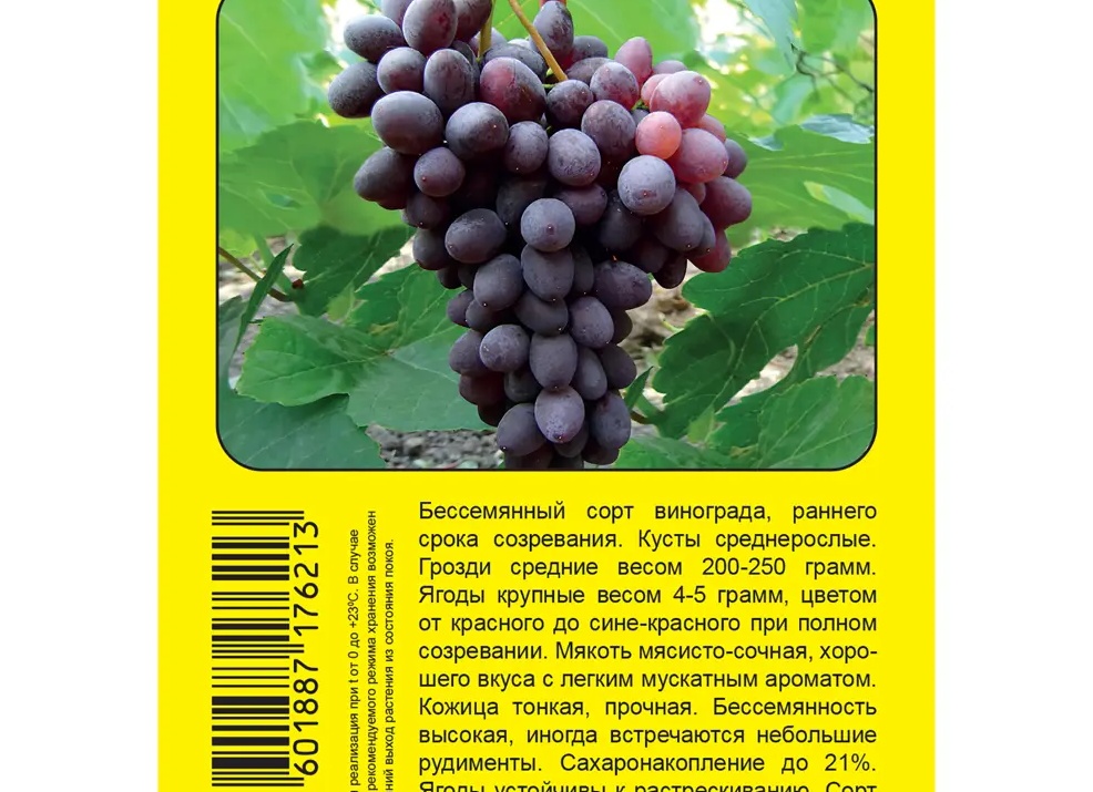Особенности винограда Юпитер, условия и требования для его выращивания